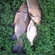 Tench