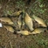 Tench