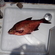 Carp bream
