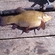 Tench