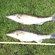 Pike perch