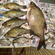 Carp bream
