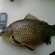 Prussian carp