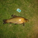Tench