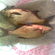 Carp bream