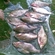 Carp bream