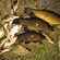 Tench