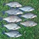 Carp bream