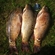 Carp
