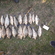 Prussian carp