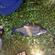 Carp bream