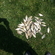 Crucian carp