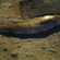Grass carp