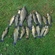 Tench