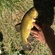 Tench