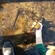 Tench