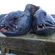 Atlantic wolffish
