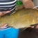 Tench