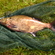 Carp bream