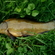 Tench