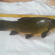 Tench