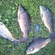 Carp