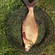 Carp bream