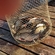 Carp bream