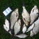 Carp bream