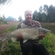 Grass carp