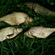 Carp bream
