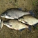 Carp bream