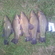 Tench