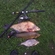 Carp bream