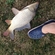 Carp