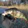 Eurasian perch