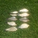 Crucian carp