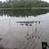 Carp bream