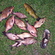 Carp bream