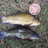 Tench