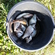 Silver Bream