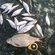 Carp bream