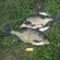 Carp bream