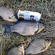 Prussian carp