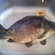 Carp