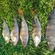 Eurasian perch