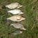 Carp bream