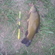 Tench