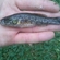 Ruffe