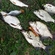 Carp bream